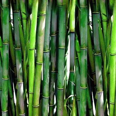 De voordelen van bamboe kleding